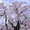 日本三大桜～三春滝桜③