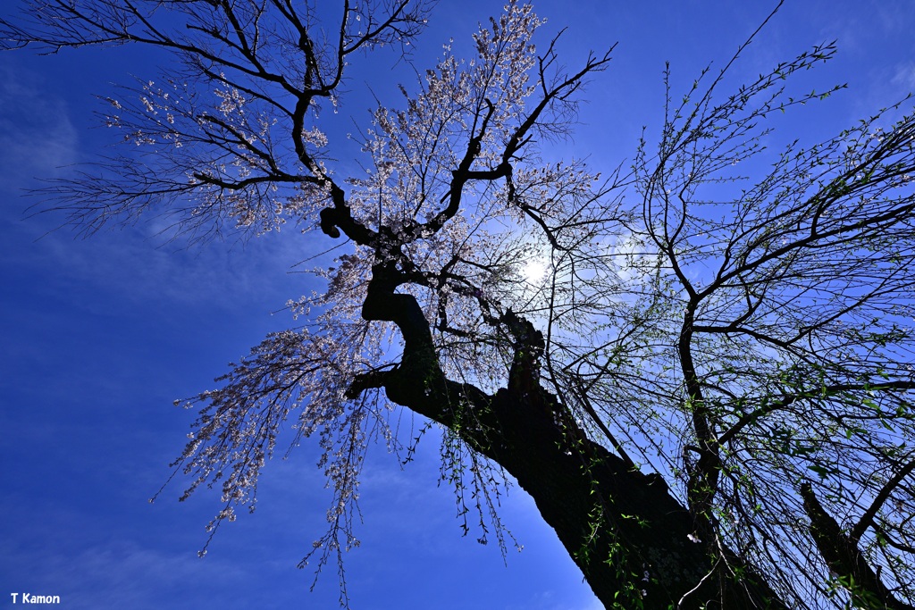 『老いた毛細血管』