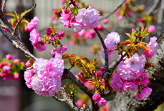 小手毬