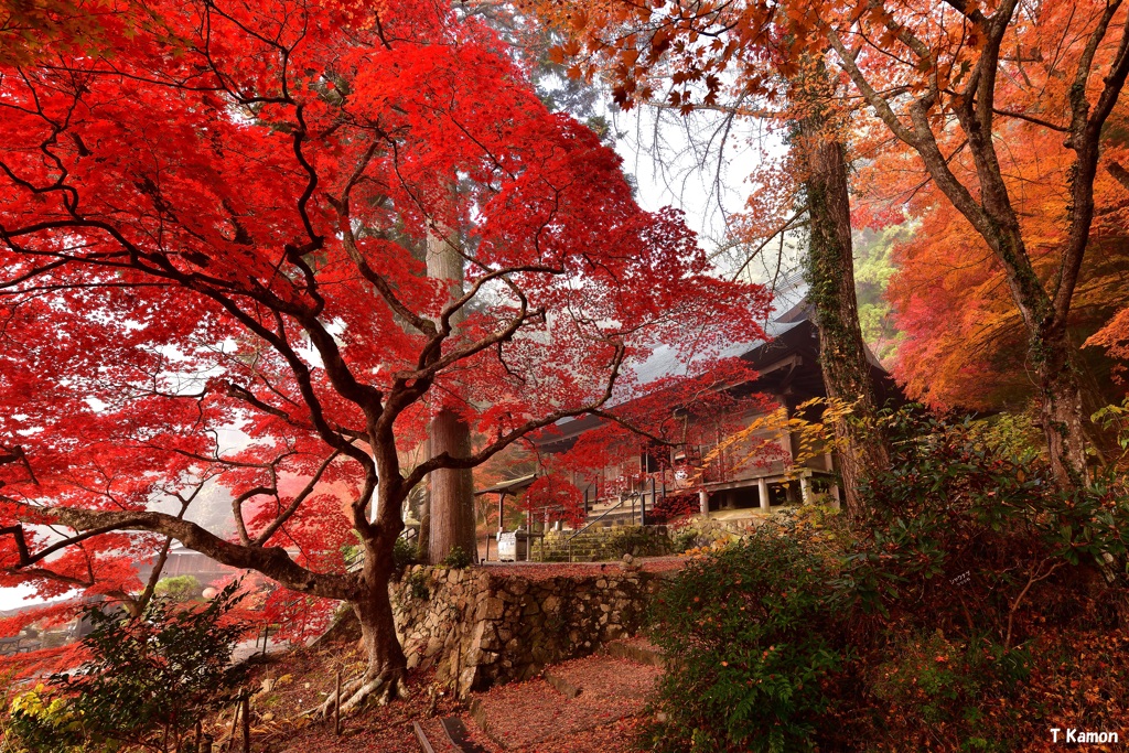 最高の赤
