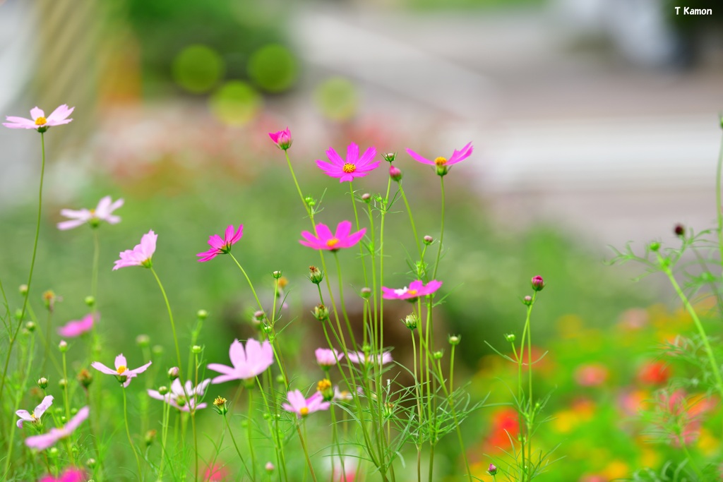 秋桜
