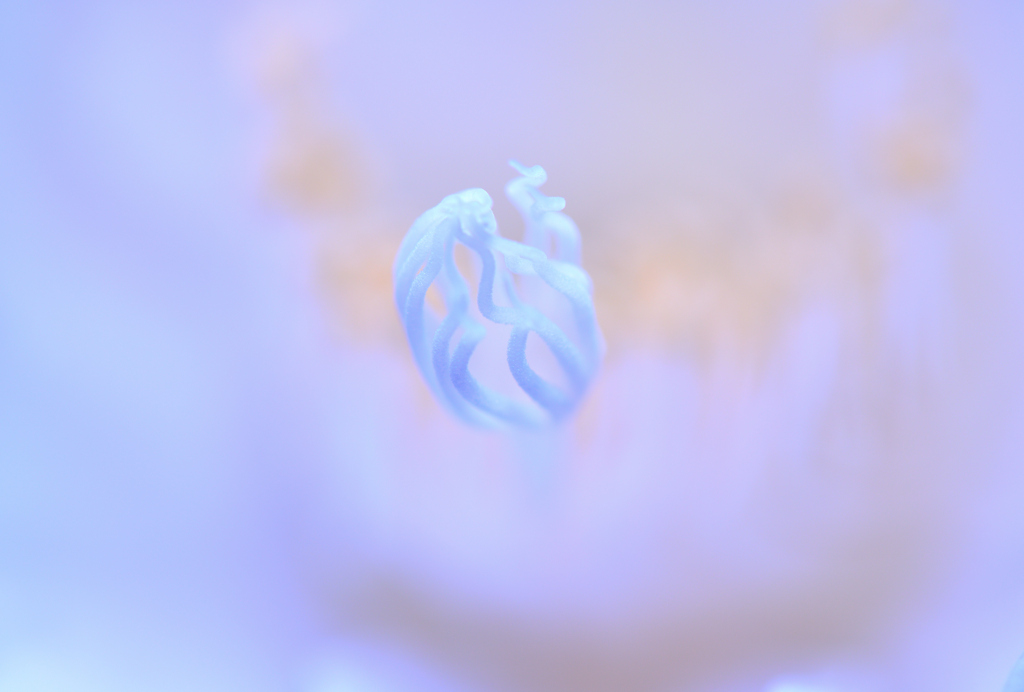 幻想