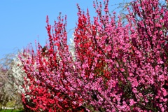 花桃