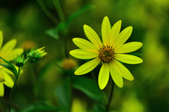 菊芋