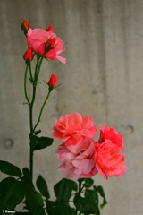 歩道橋の下に咲く赤い薔薇