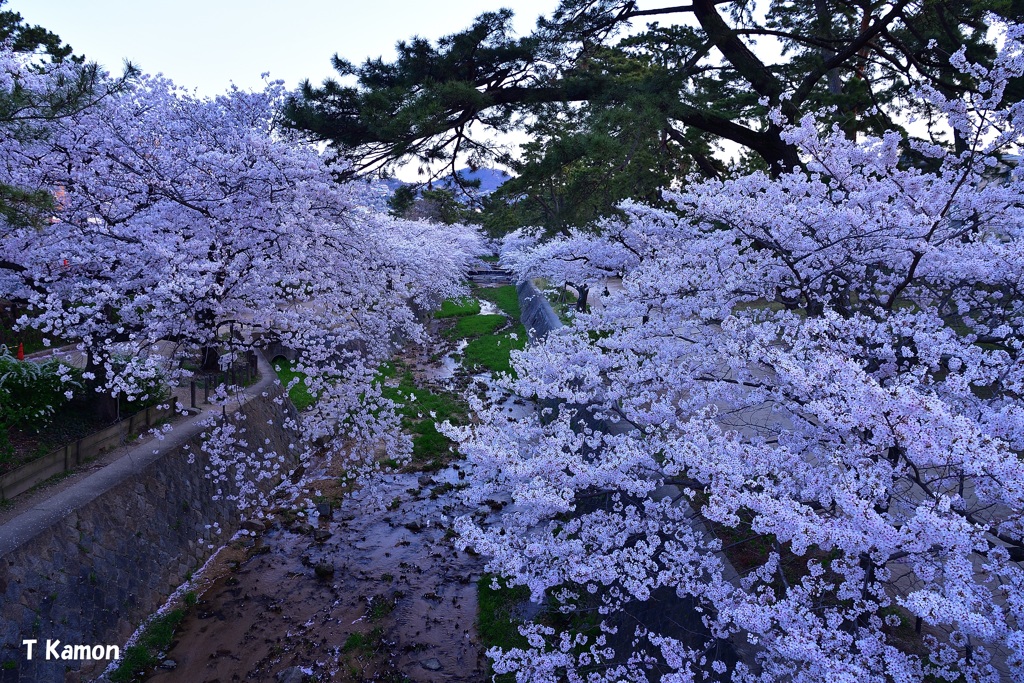 早朝の桜(夙川河川敷)