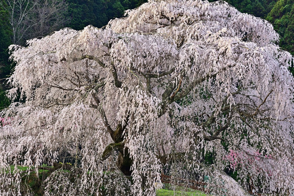 ≪2022桜≫　迫力