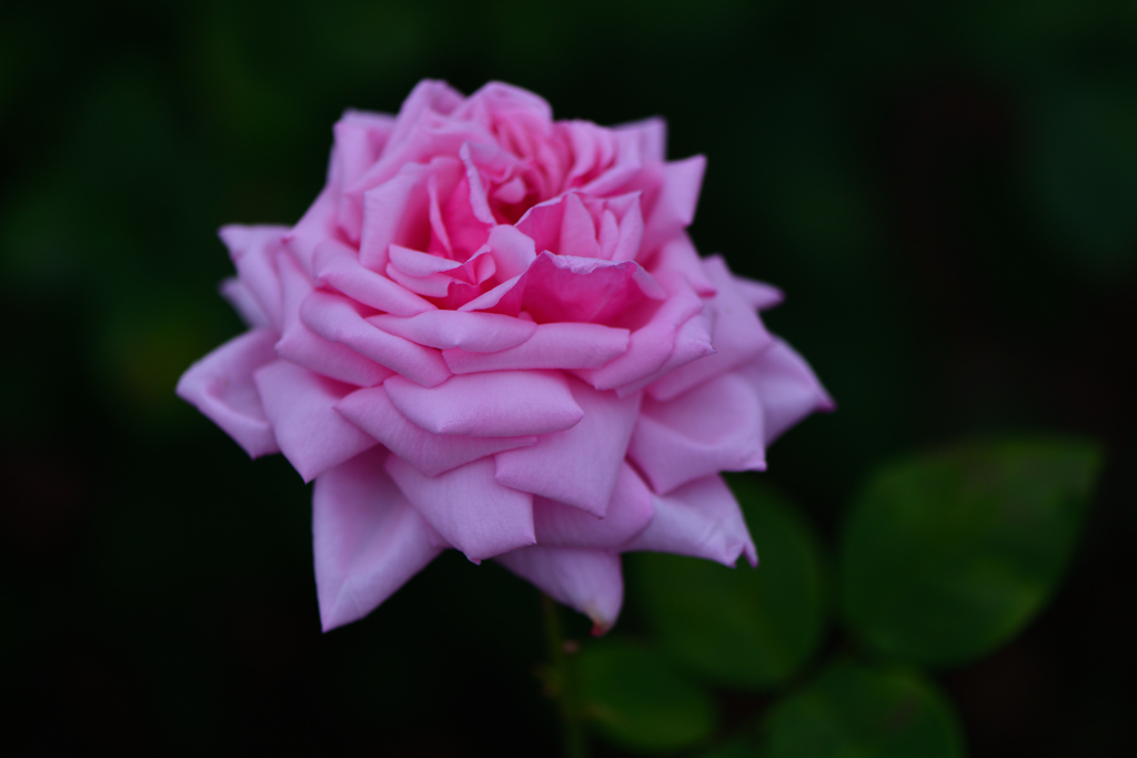 一万本の薔薇②