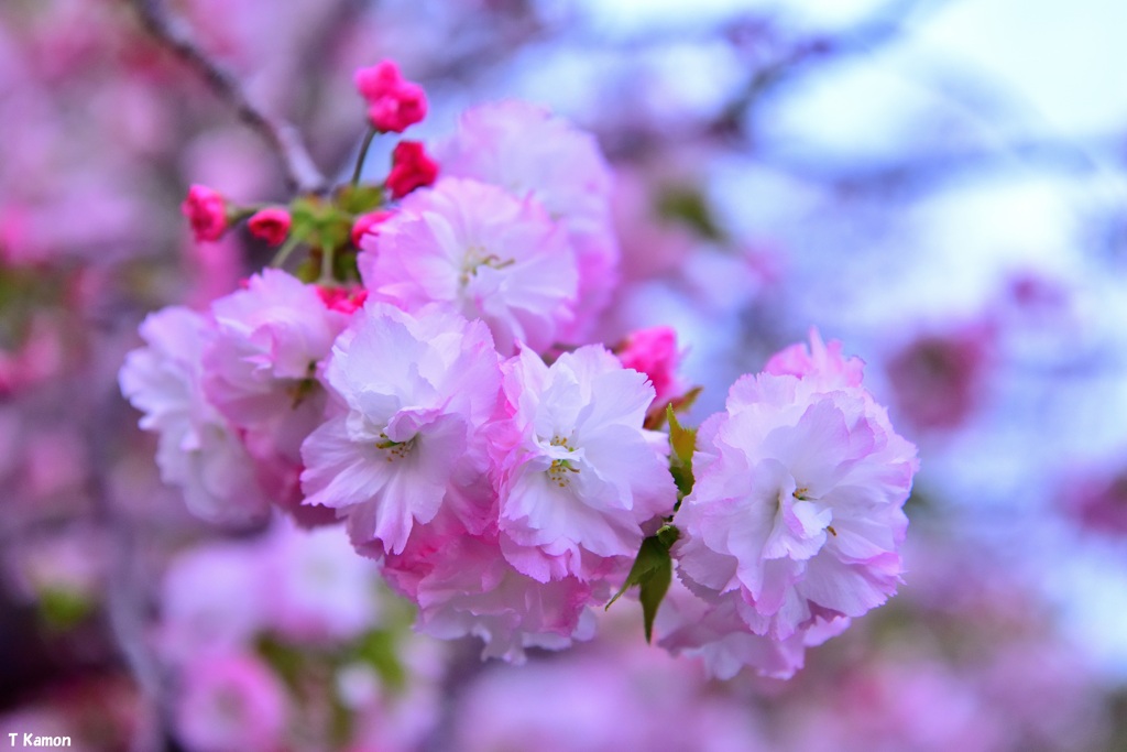 2022年ありがとう桜さようなら桜④