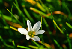 秋の花がまだ咲いていました