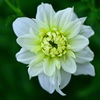 「トマト」と言う名のダリア
