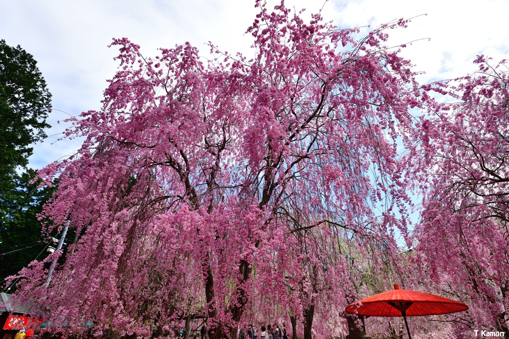 高見の郷のしだれ桜