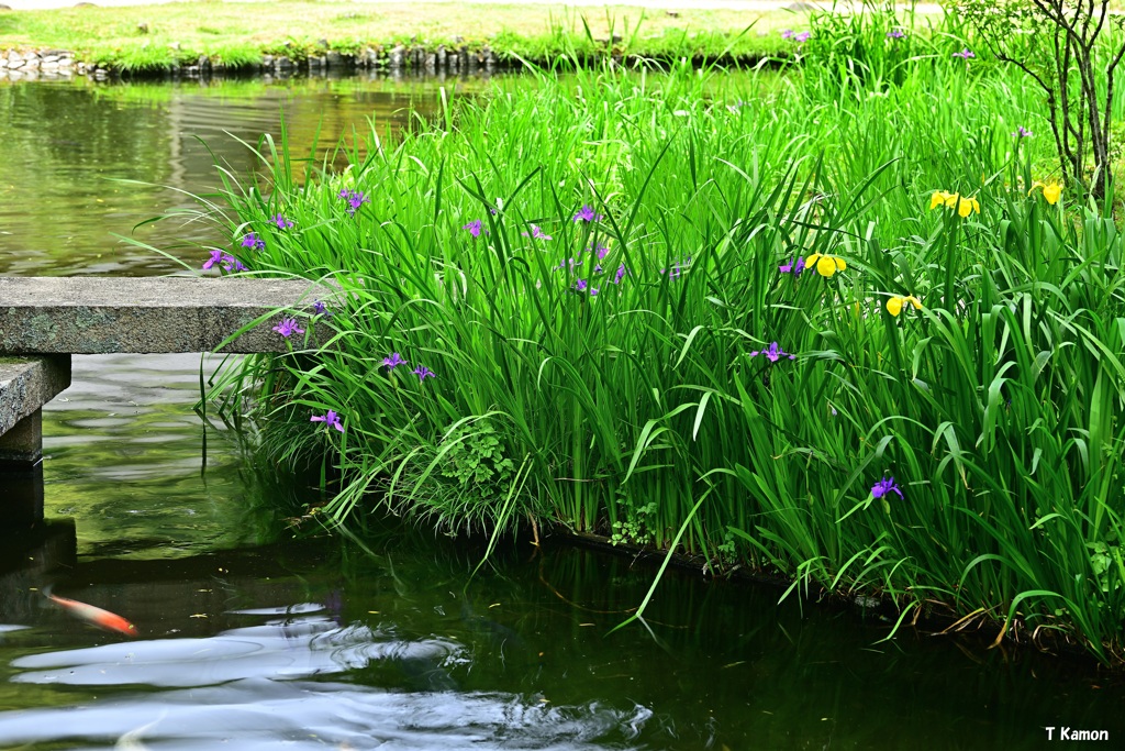 水辺の花