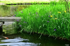 水辺の花