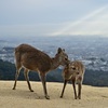 天使の階段と母子鹿