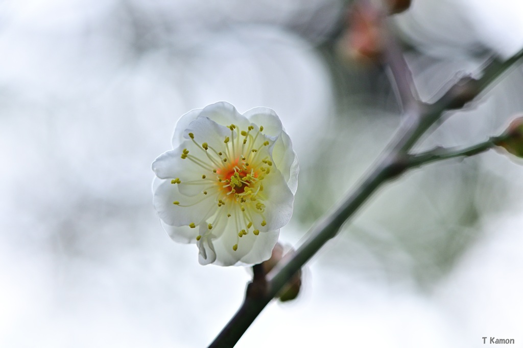 雪中四友～梅～