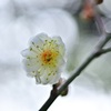 雪中四友～梅～