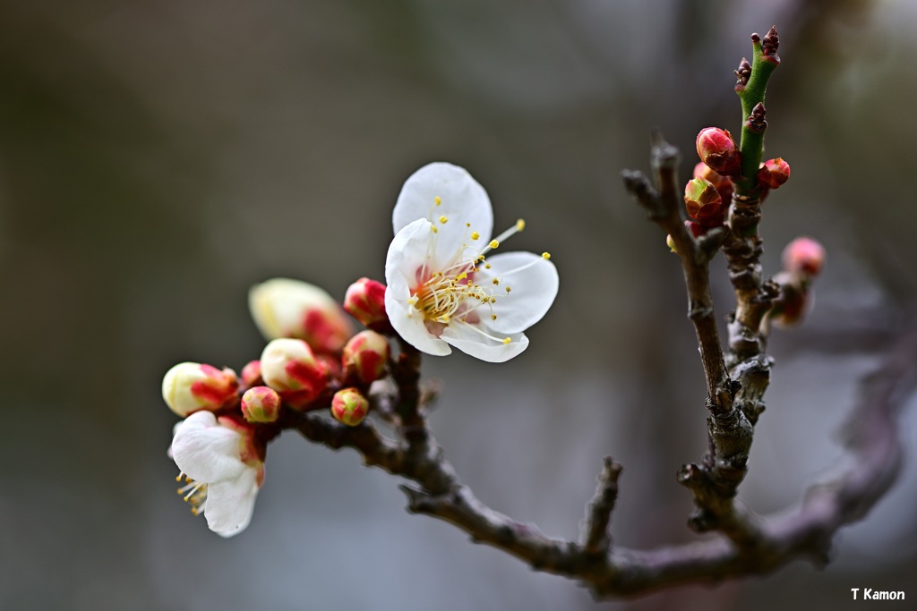 白梅の芽生え