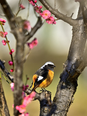 梅に鳥