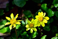 黄色く光る花