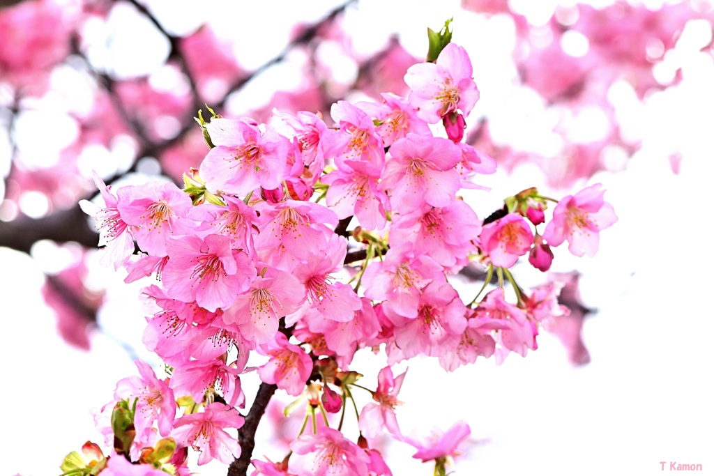 満開の河津桜ⅲ