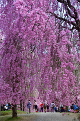 ≪2022桜≫　ながあ～い花簪