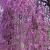 ≪2022桜≫　ながあ～い花簪