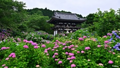 あじさい寺