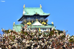 大阪城と白梅