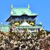 大阪城と白梅