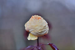 傷んだ冬薔薇