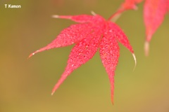 朝露と紅葉