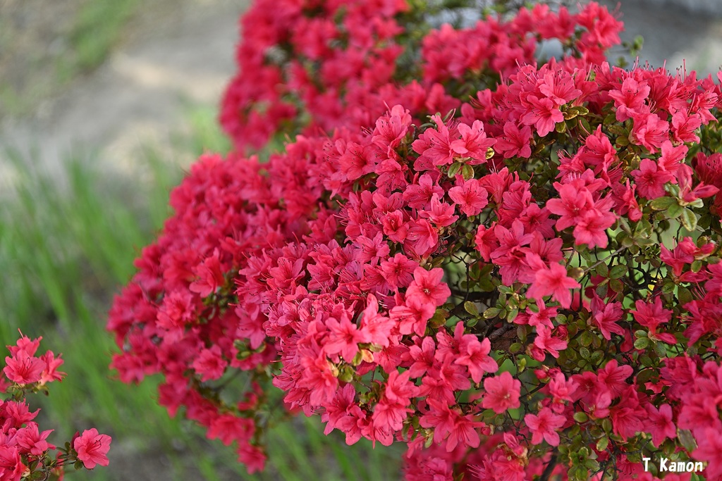 真紅の花