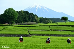 茶摘み娘と富士山①