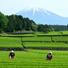 茶摘み娘と富士山①