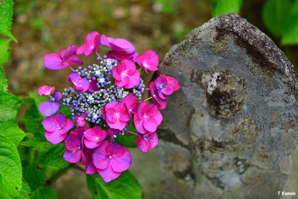 花と地蔵