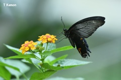 黄色の花に黒い蝶