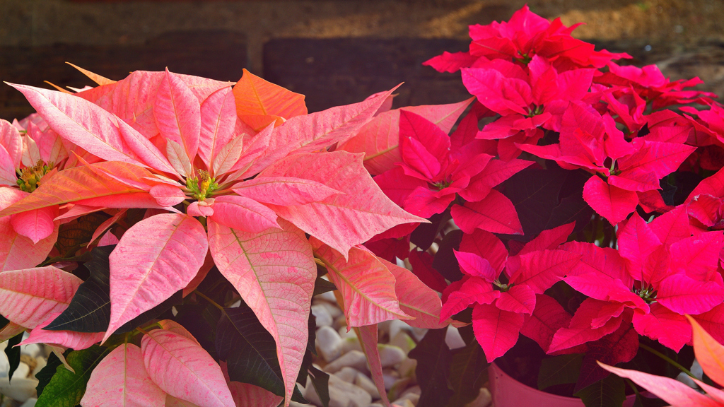 ポインセチア
