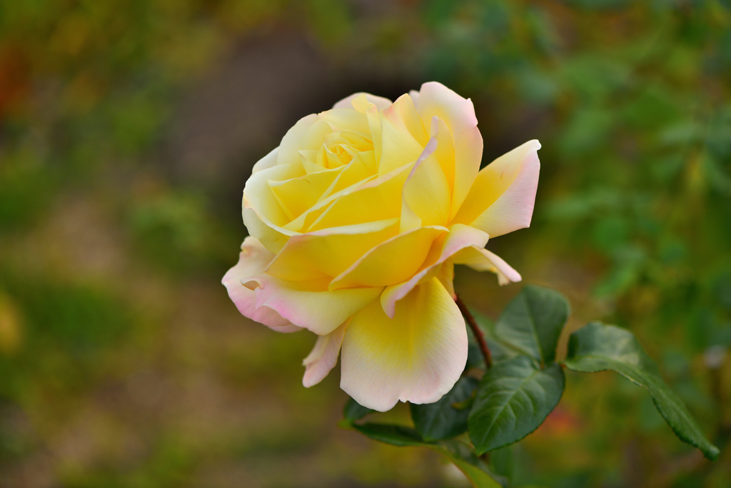 冬の薔薇➎～ピース～