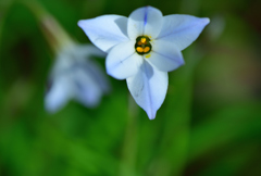 ハナニラの花ことばはネガティブ