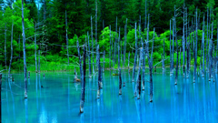 白金青い池