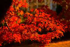 まだ近くで紅葉