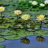 リフレクション睡蓮②