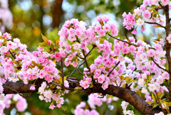 笹部桜