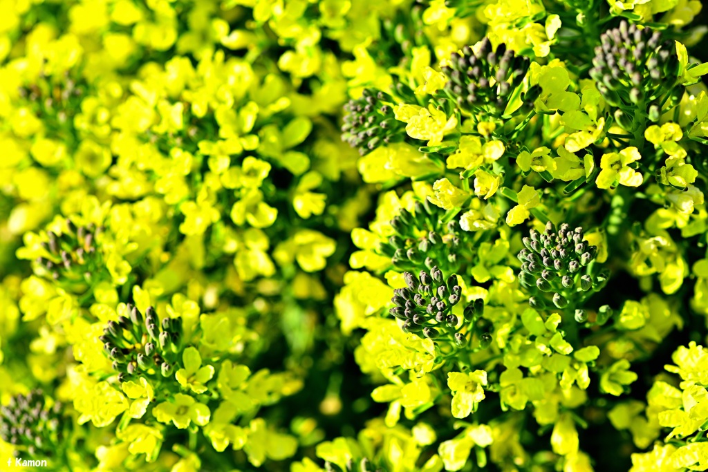 ブロッコリーの花です