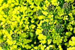 ブロッコリーの花です