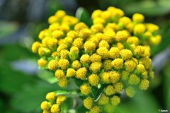 岩菊
