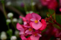 蕊