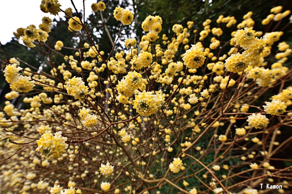 広角で寄ってみると～ミツマタの花