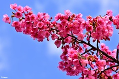 沖縄から来た桜②
